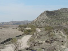 Retama sphaerocarpa