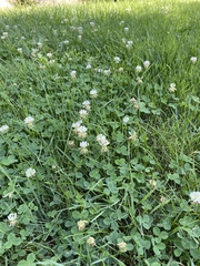 Trifolium repens
