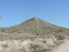 Retama sphaerocarpa