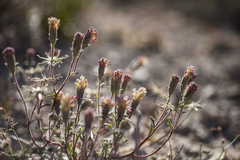 Chaenactis macrantha