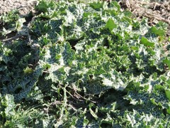 Silybum marianum