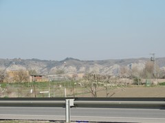 Prunus amygdalus