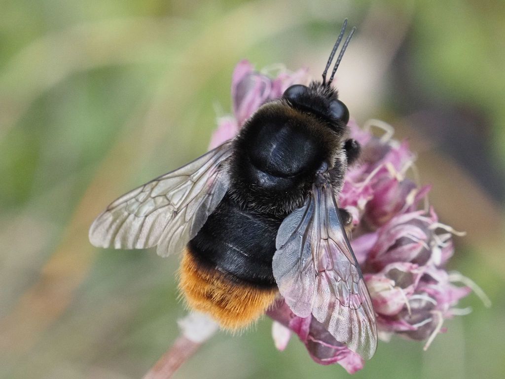 Confusing Bumble Bee