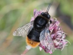 Bombus confusus