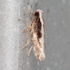 Agnippe prunifoliella