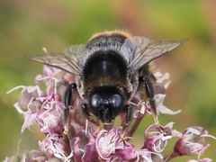 Bombus confusus