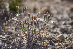 Chaenactis macrantha