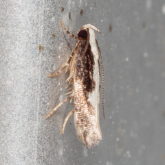 Agnippe prunifoliella