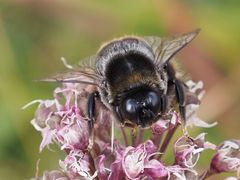 Bombus confusus