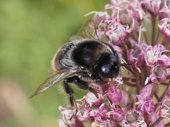 Bombus confusus
