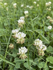 Trifolium repens