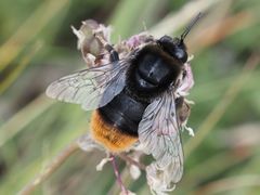 Bombus confusus