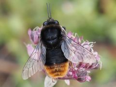 Bombus confusus