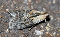 Pococera expandens