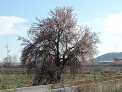 Prunus amygdalus
