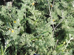 Adonis microcarpa