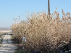 Phragmites australis