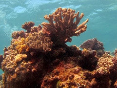 Pocillopora grandis