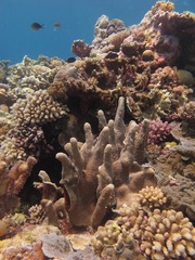 Pocillopora grandis
