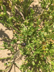 Eurydema herbacea