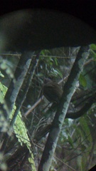 Turdus assimilis