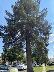 Pinaceae