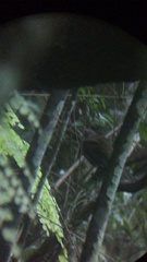 Turdus assimilis