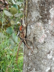 Anolis vittigerus