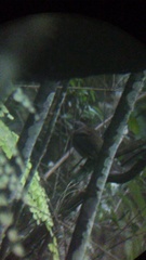 Turdus assimilis