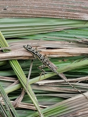 Anolis vittigerus