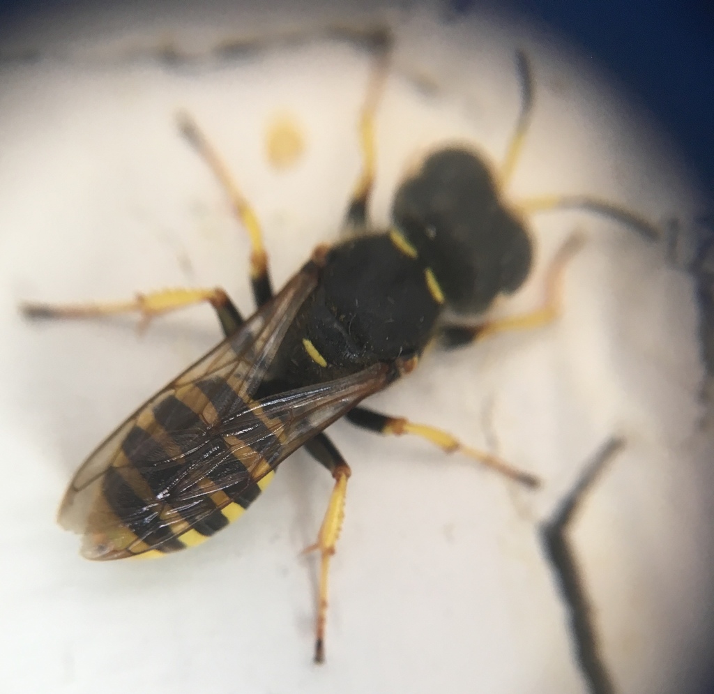 Ectemnius sexcinctus