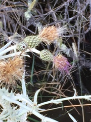 Cirsium douglasii