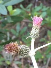 Cirsium douglasii