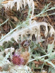 Cirsium douglasii