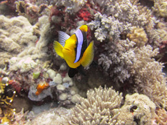 Amphiprion chrysopterus
