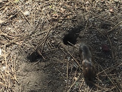 Thomomys monticola