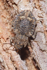 Syrphetodes marginatus