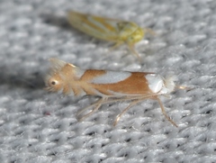 Phyllonorycter fitchella