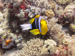 Amphiprion chrysopterus