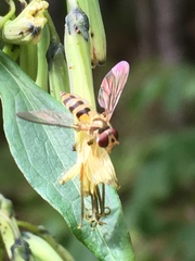 Meliscaeva cinctella image