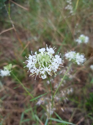 Image of Warea carteri by (c) Scott Ward, some rights reserved (CC BY)
