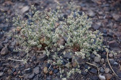 Eriogonum baileyi baileyi