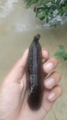 Hymenaea courbaril