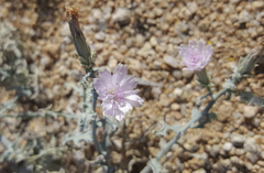Stephanomeria parryi