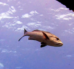 Lutjanus bohar