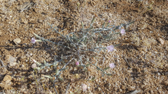 Stephanomeria parryi