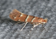 Cameraria corylisella