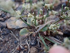Eriogonum baileyi baileyi