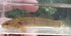 Etheostoma crossopterum