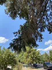 Pinaceae